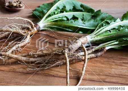 Dandelion roots with leaves Dandelion roots with leaves 49996438