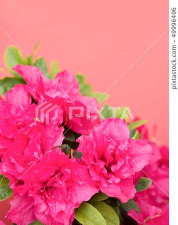 Azalea Azalea 49996496