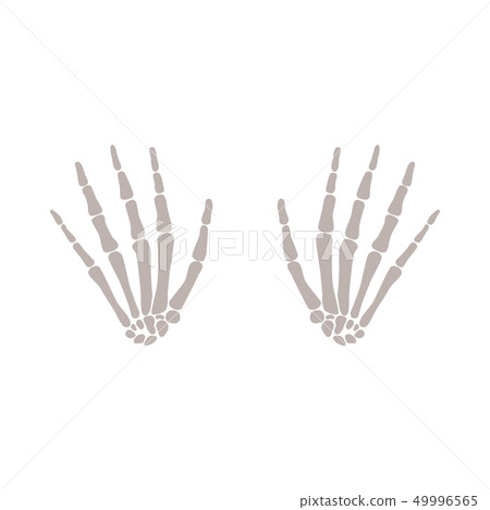 Bones of human hands vector flat illustration isolated on white background. Bones of human hands vector flat illustration isolated on white background. 49996565