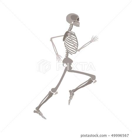 Anatomically correct skeleton running flat vector isolated on white background. Anatomically correct skeleton running flat vector isolated on white background. 49996567