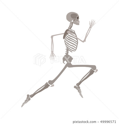 Anatomically correct skeleton running flat vector isolated on white background. Anatomically correct skeleton running flat vector isolated on white background. 49996571