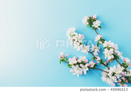 Blooming spring sakura on a blue background with 49996813
