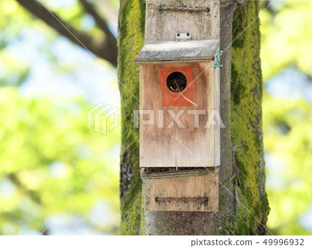 Wild bird's nesting box Wild bird's nesting box 49996932