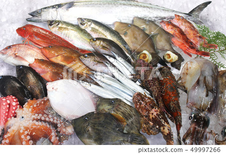 Assorted fresh fish from the fishing port to Setouchi / Salmon Squid Octopus Sawara etc. 49997266