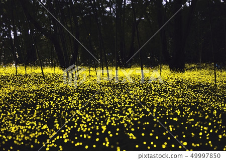 [Shizuoka Prefecture Gotemba] Himebotaru Ranbu 49997850