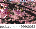 Kawazu Sakura [Shizuoka Prefecture Kawazu Town] 49998062