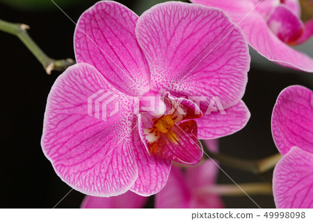 Blooming magenta orchid flowers 49998098