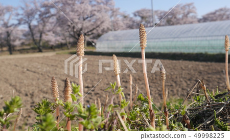 Koriyama, Fukushima Prefecture Kashiharagawa Senbonzakura Tsukushi Sakura Background 49998225