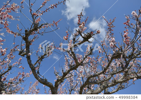 櫻花 櫻花 49998384
