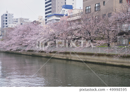Cherry blossoms lined with Ookawa River 49998595