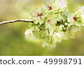 Cherry blossoms 49998791