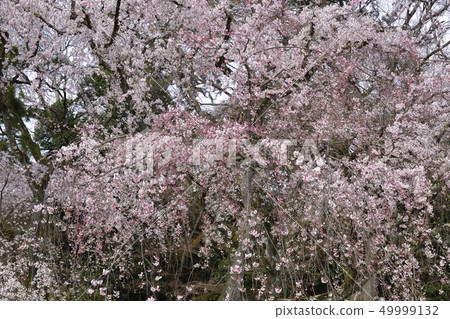 京都美雪Konoe住宅的竹櫻花 京都美雪Konoe住宅的竹櫻花 49999132