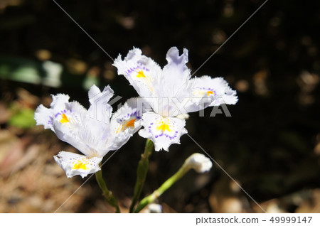 野草 野草 49999147