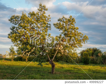 Low tree in the park at sunset. 49999227