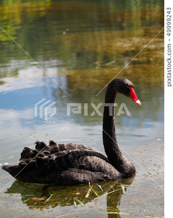 A Black Swan With A Red Beak Is Swimming In Pond Stock Photo