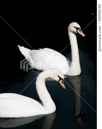 Two White Swan float on black water. Cygnus olor 49999246