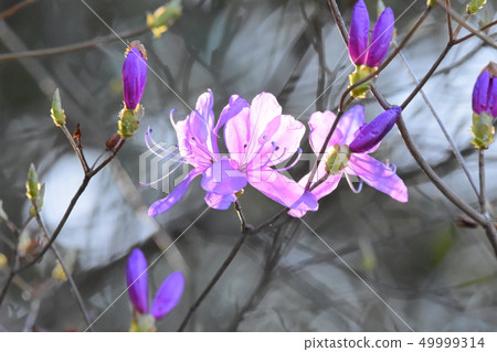 Mitsuba Azalea Mitsuba Azalea 49999314