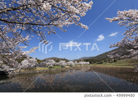 Cherry blossoms of Hiranosawa 49999480