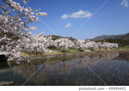 Hiranozawa Pond in spring Hiranozawa Pond in spring 49999481