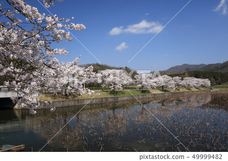 Cherry blossoms and blue sky Cherry blossoms and blue sky 49999482