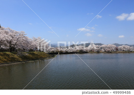 Cherry blossoms of Hiranosawaike Cherry blossoms of Hiranosawaike 49999486