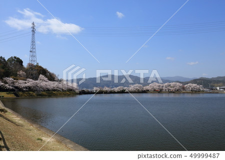 Cherry blossoms of Hiranosawaike 49999487