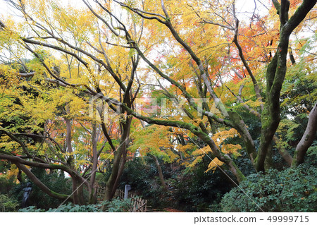 Takaoka Kojo Park near the waterfall of Chaoyang (Takaoka Castle ruins Takayama City, Toyama Prefecture) 49999715