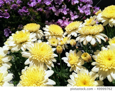 Yellow flower Yellow flower 49999762