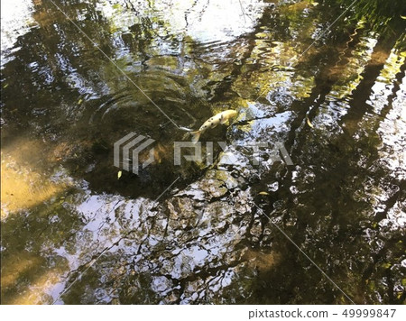 I was a little surprised at the salmon that jumped suddenly in the pond of the source 49999847