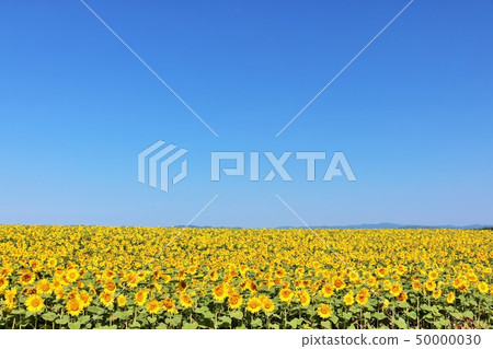Hokkaido Blue sky and sunflower field 50000030