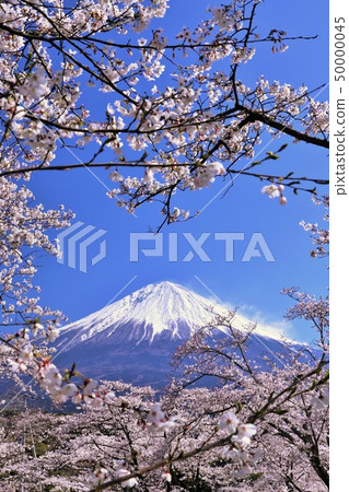 富士和櫻花 富士和櫻花 50000045