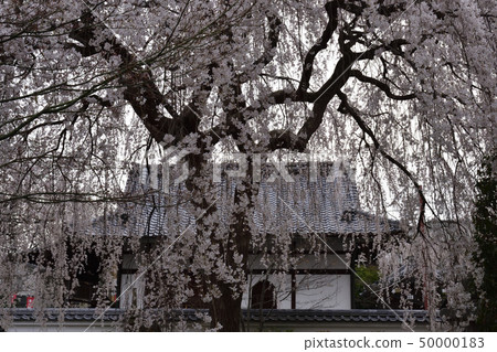 Honmaji Temple Underwood Cherry Blossoms Honmaji Temple Underwood Cherry Blossoms 50000183