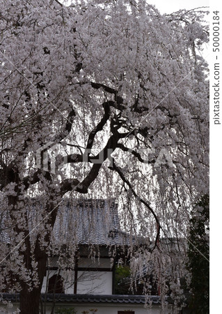 本町寺安德伍德櫻花 50000184