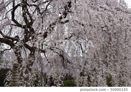 本町寺安德伍德櫻花 本町寺安德伍德櫻花 50000185