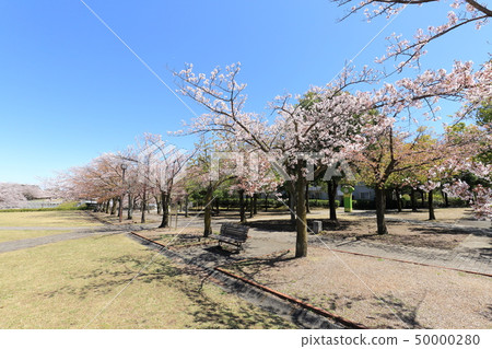 Tama City Narahara Park Tsurumaki Second Park Sakura 50000280