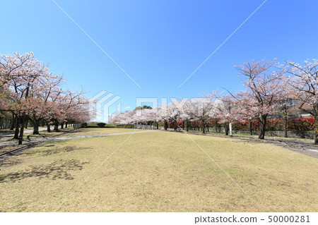 Tama City Narahara Park Tsurumaki Second Park Sakura Tama City Narahara Park Tsurumaki Second Park Sakura 50000281