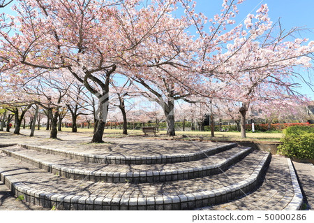 多摩市Narahara Park Tsurumaki Second Park Sakura 50000286