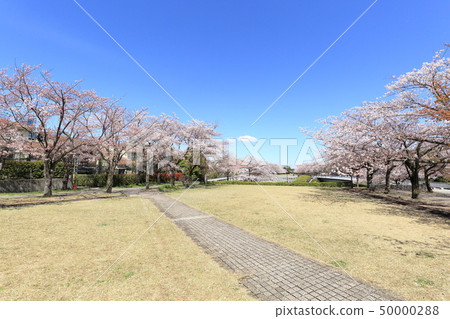 多摩市Narahara Park Tsurumaki Second Park Sakura 多摩市Narahara Park Tsurumaki Second Park Sakura 50000288