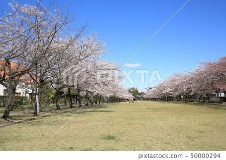 多摩市Narahara Park Tsurumaki Second Park Sakura 50000294