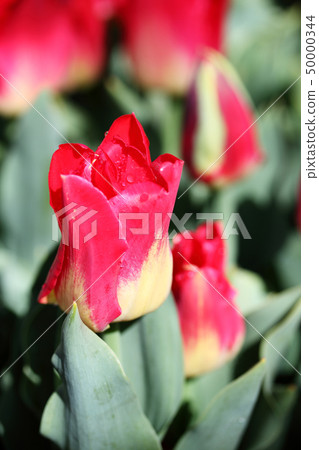 鬱金香_比賽 50000344