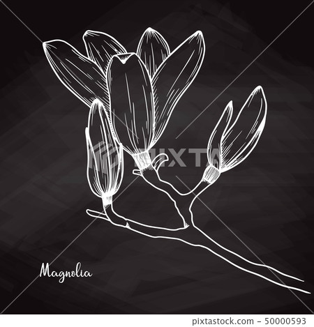 Realistic sketch of magnolia on chalk background. Realistic sketch of magnolia on chalk background. 50000593