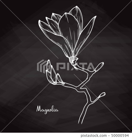 Realistic sketch of magnolia on chalk background. 50000594