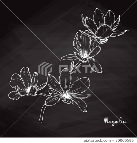 Realistic sketch of magnolia on chalk background. 50000596