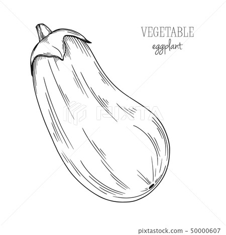 Eggplant isolated on white background. Vector 50000607