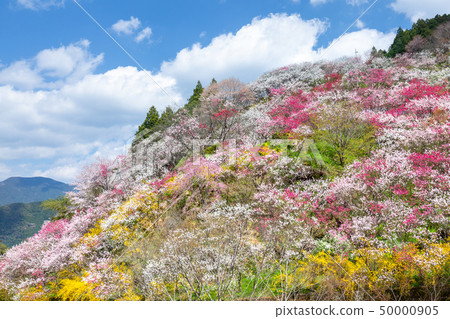 Kamiki no Hanamachi Kamiki no Hanamachi 50000905