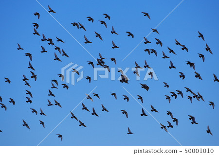 A group of pigeons flying in the blue sky A group of pigeons flying in the blue sky 50001010