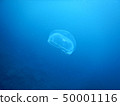 月亮水母 50001116