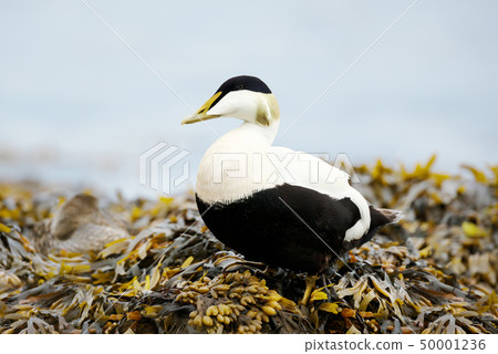 Male common eider standing in seaweeds Male common eider standing in seaweeds 50001236