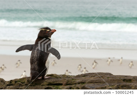 Southern rockhopper penguin standing on a rock 50001245
