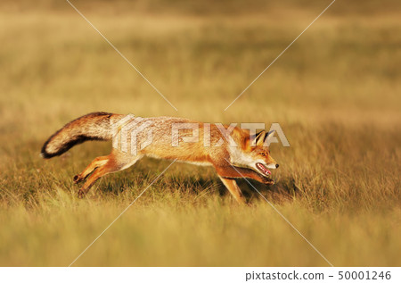 Close up of a red fox running in the field Close up of a red fox running in the field 50001246